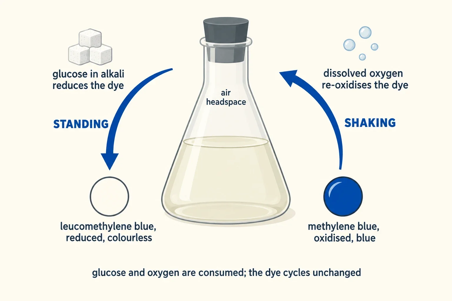 Reaction cycle diagram. Centre: a flask half filled with liquid under an air headspace. Left branch, standing: glucose in alkali reduces blue methylene blue to colourless leucomethylene blue. Right branch, shaking: dissolved headspace oxygen re-oxidises it to blue. Note: glucose and oxygen are consumed; the dye cycles unchanged.