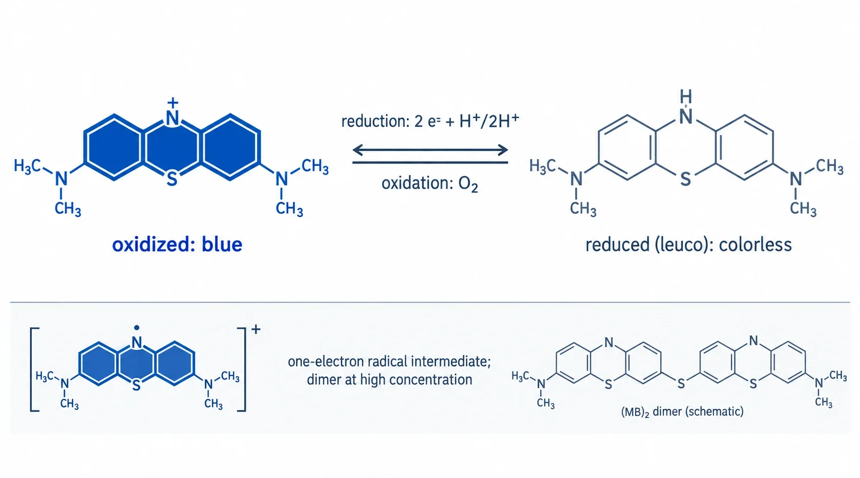 Diagrama redox equilibrado. O painel esquerdo mostra o catião metiltionínio oxidado como uma estrutura fenotiazínio de três anéis, em azul-escuro, identificada como azul, absorve perto de 664 nm, catiónica. Uma seta de duas pontas apresenta as condições indicadas: redução por dois eletrões mais protões, reoxidação por oxigénio dissolvido. O painel direito mostra o azul de leucometileno como um contorno pálido do mesmo esqueleto, com um cromóforo interrompido, identificado como forma reduzida incolor, sem carga perto de pH neutro. Uma faixa inferior assinala o intermediário radicalar de um eletrão e o dímero que se forma em concentração elevada.