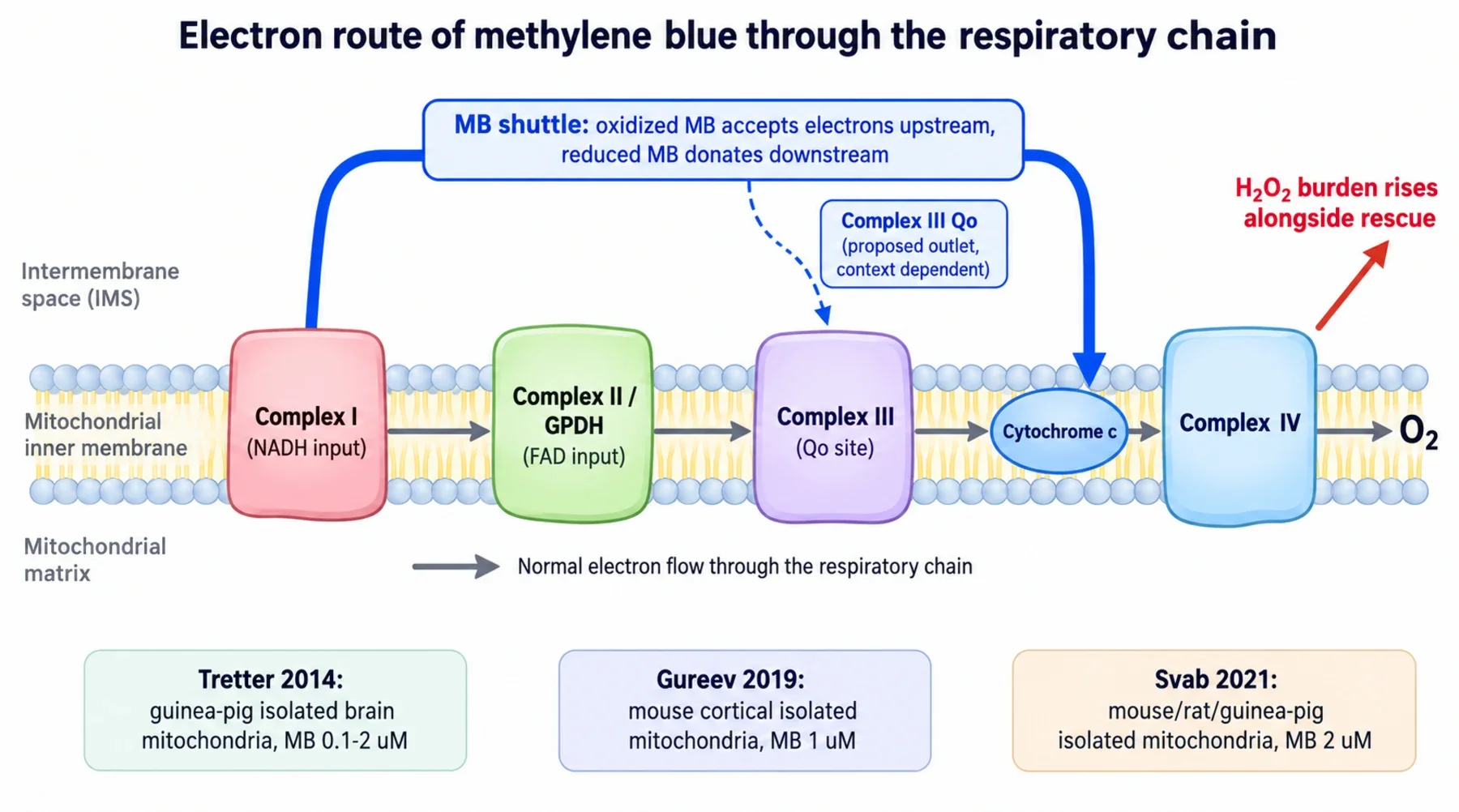 Annotated electron transport diagram showing the normal chain from Complex I, Complex II and GPDH through Complex III, cytochrome c and Complex IV to oxygen, with a bold methylene blue shuttle arrow re-entering at cytochrome c, a dashed branch to the Complex III Qo site, a red peroxide side arrow, and study model labels for Tretter 2014, Gureev 2019 and Svab 2021.