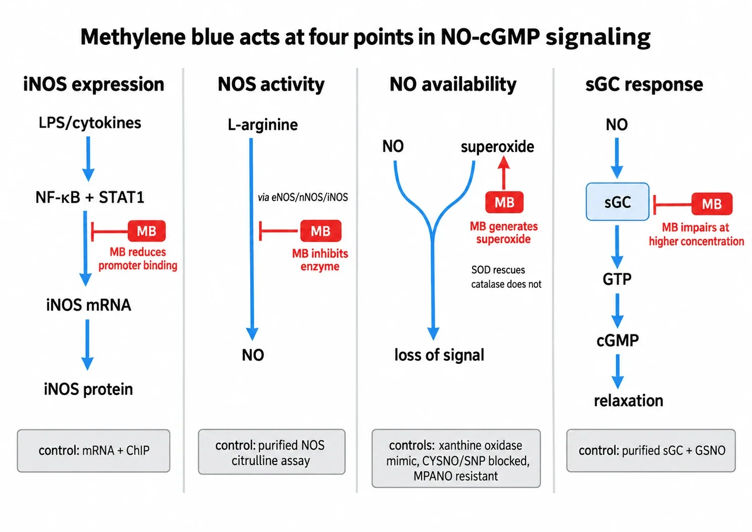 Diagramm konkurrierender Signalwege mit vier Spalten. Von links nach rechts: iNOS-Expression, katalytische NOS-Aktivität, NO-Verfügbarkeit unter dem Einfluss von Superoxid und die Antwort von sGC zu cGMP. Rote T-Balken markieren die Wirkung von Methylenblau auf die Bindung von Transkriptionsfaktoren, die NOS-Katalyse, die Superoxidbildung und die Cyclasebeeinträchtigung bei hohen Konzentrationen. Graue Kästen unter jeder Spalte nennen die Kontrolle, die das jeweilige Glied isoliert: mRNA plus Promotorbindung, Citrullintest mit gereinigter NOS, Aufhebung durch SOD bei fehlender Wirkung von Katalase plus Nachahmung durch Xanthinoxidase und MPANO-Resistenz sowie gereinigte Cyclase plus GSNO-Test.