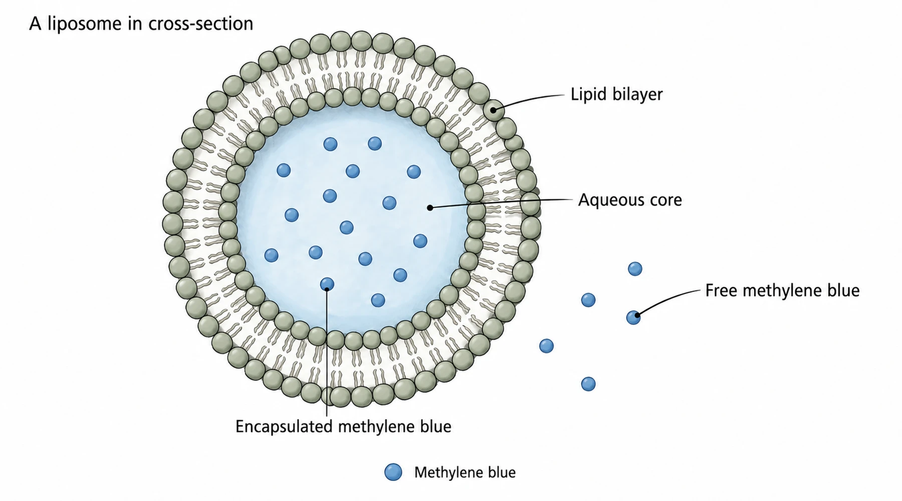 Liposomal methylene blue: delivery research and consumer claims
