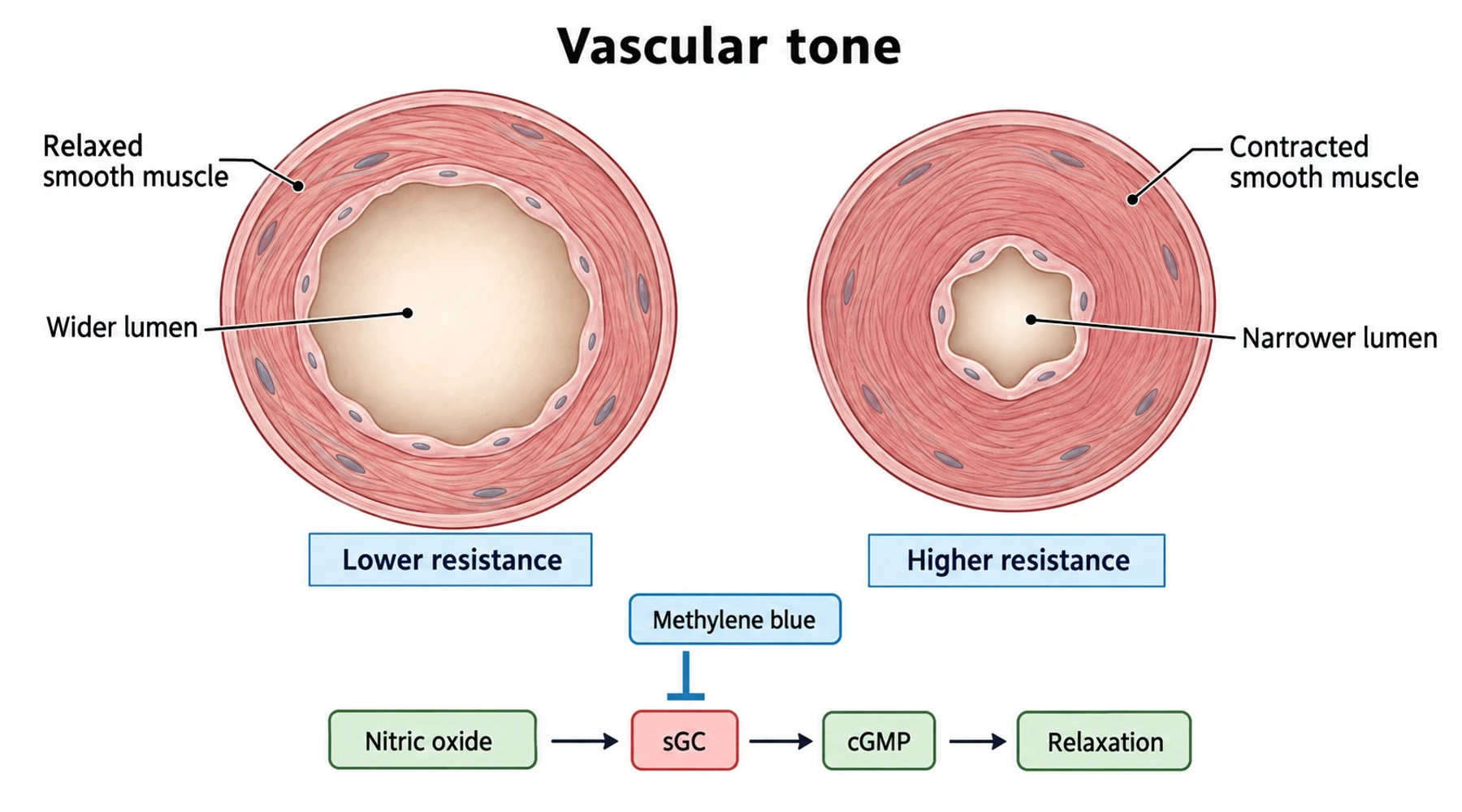 Methylene blue and blood pressure: mechanisms, clinical use, and risks