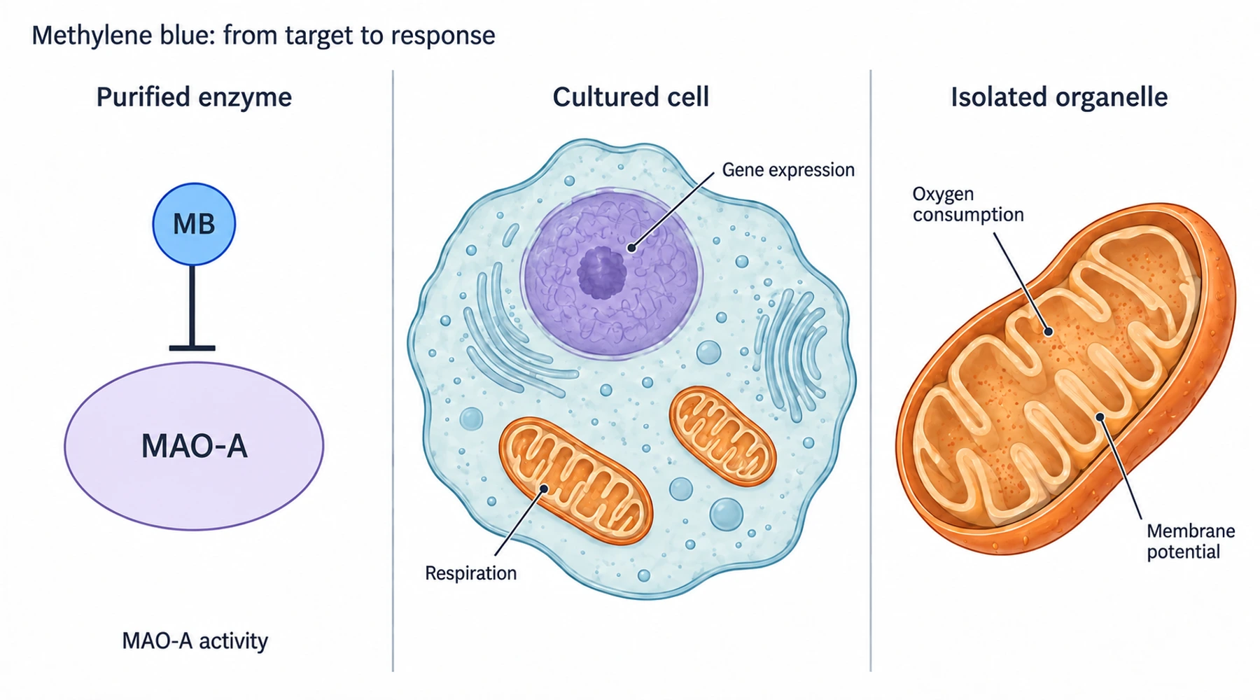 Methylene blue in cell biology: targets, models, and measured effects