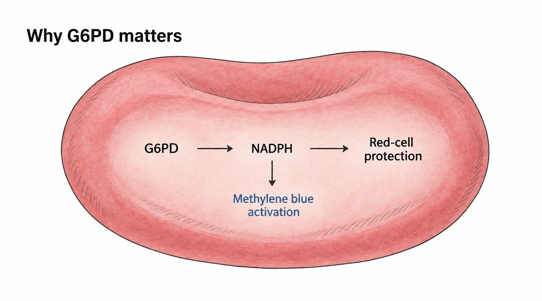 Bleu de méthylène et déficit en G6PD : pourquoi le risque est important