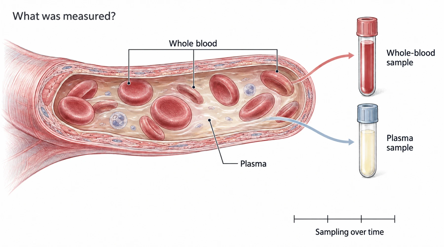 How long does methylene blue stay in the body?