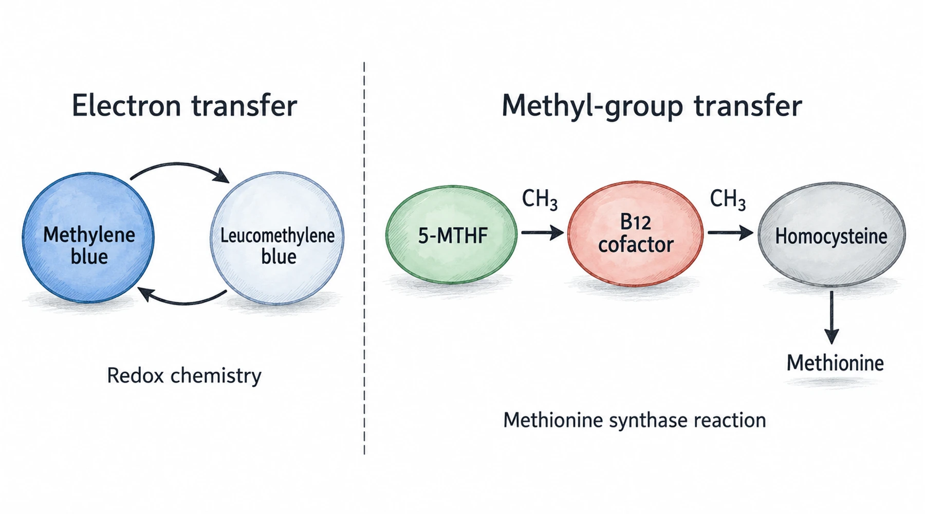 Methylene blue, methylfolate, and methyl-B12: different compounds and roles