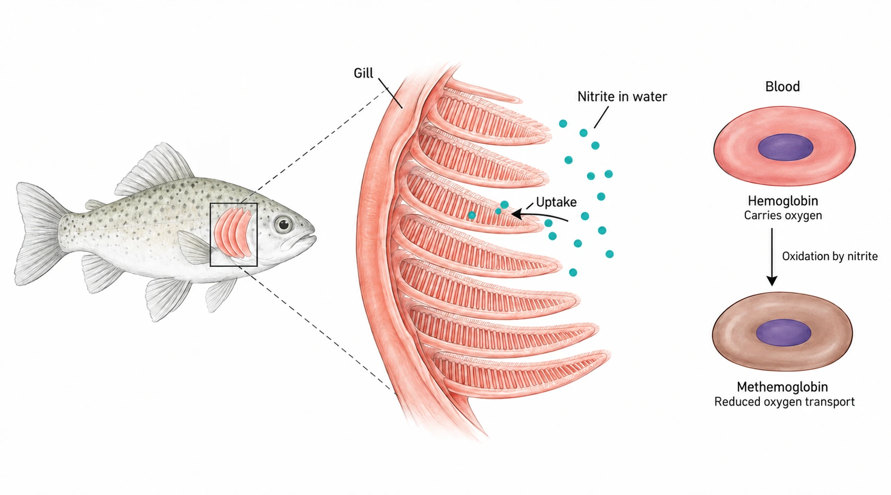 Methylene blue and nitrite poisoning in fish