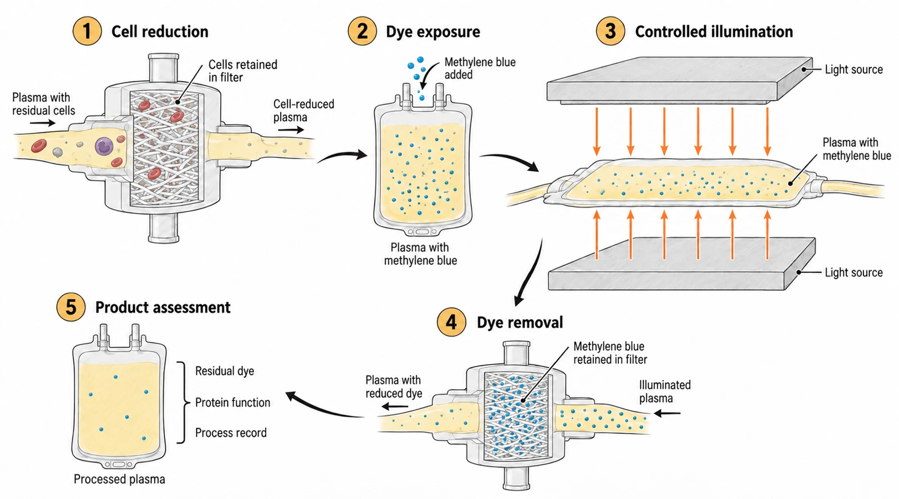 Methylene blue in plasma pathogen reduction: how the process works