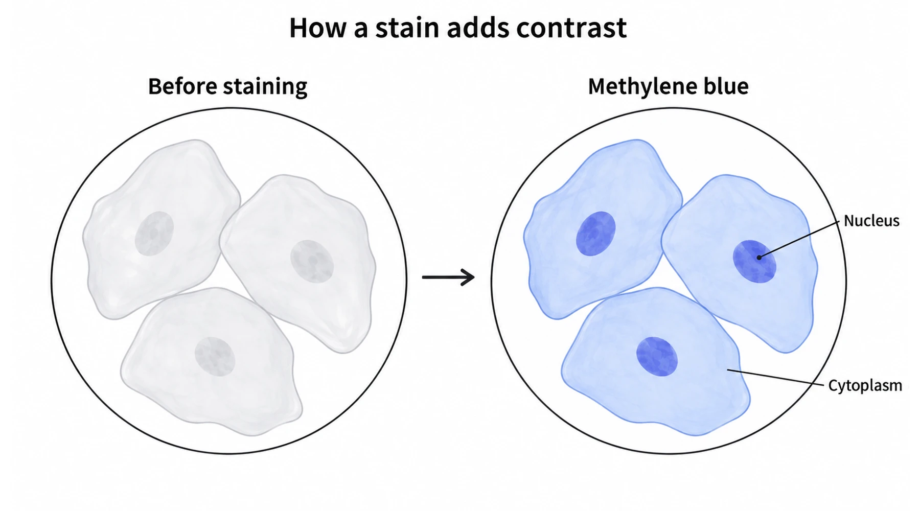 Methylene blue staining: microscopy methods and a real-image atlas